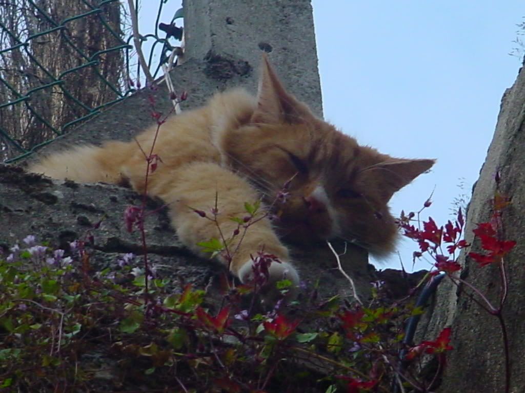 [Image: DSC01330.jpg]