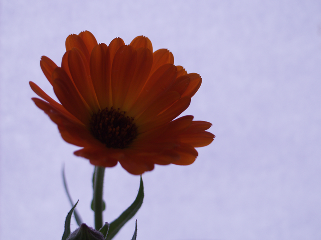 [Image: Flower1.png]