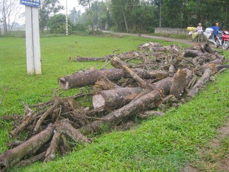 Kinh hãi chặt đa xong, nhiều trai làng chết trẻ