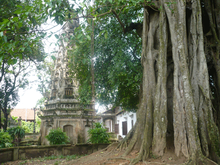 Lạ kỳ cây thị không thể di dời giữa Quảng Ninh