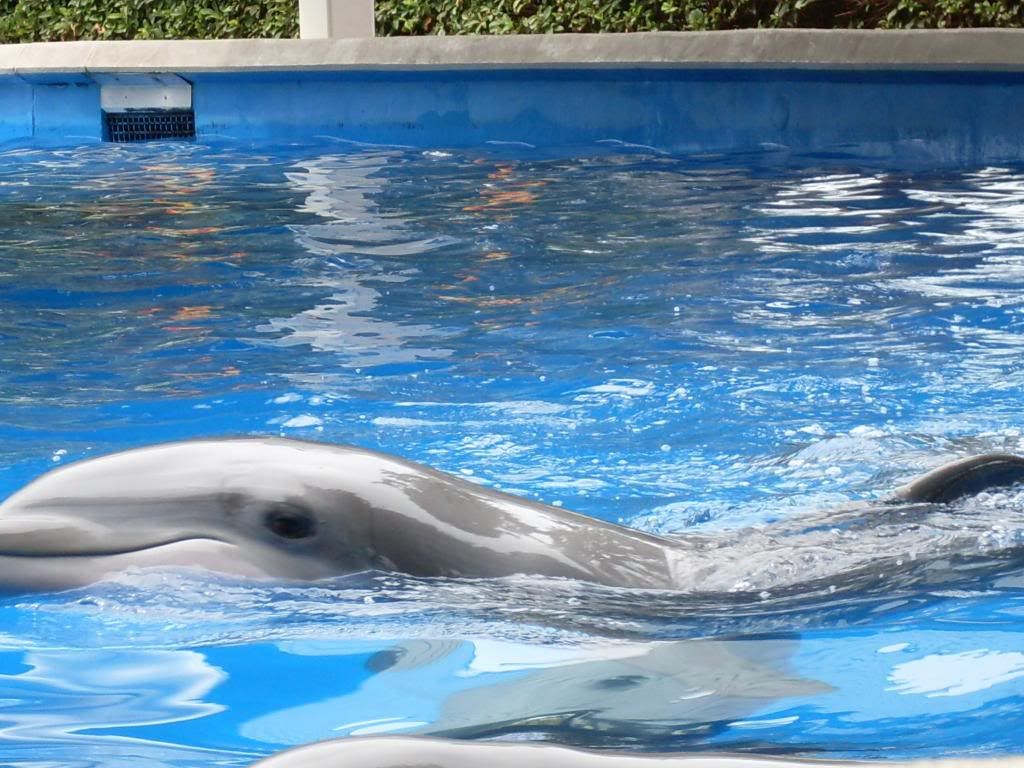 http://i275.photobucket.com/albums/jj283/readytotaxi/dolphin01.jpg