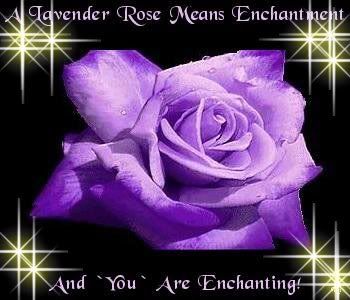 purple rose Pictures, Images and Photos
