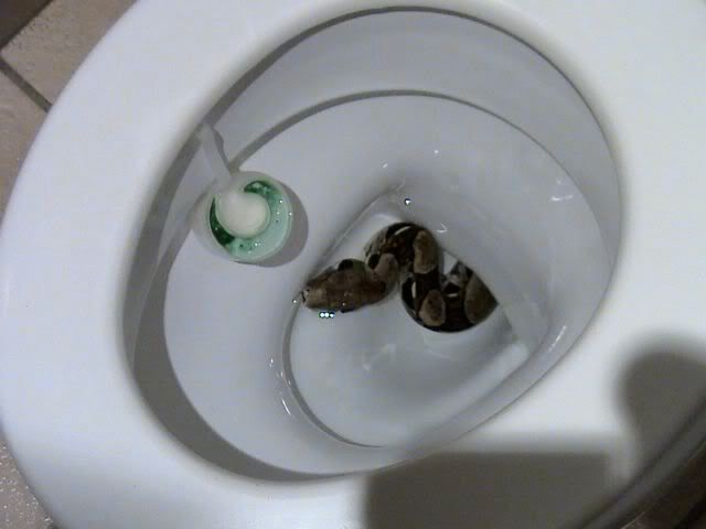 > Jul 16 - Snake slithers out of toilet, bites Israeli man on his you-know-what - Photo posted in BX Daily Bugle - news and headlines | Sign in and leave a comment below!
