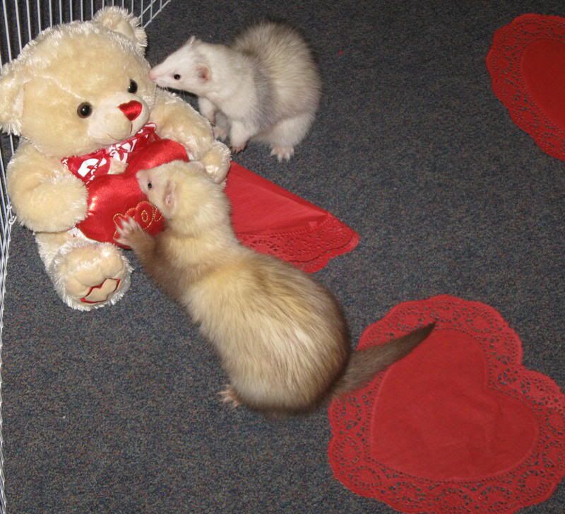 celebrate Valentine's Day Fabio and Farrah Ferret have put the finishing 