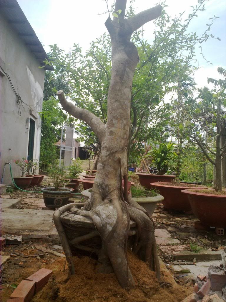 Các anh chị giúp em định giá gốc sanh này ạ !