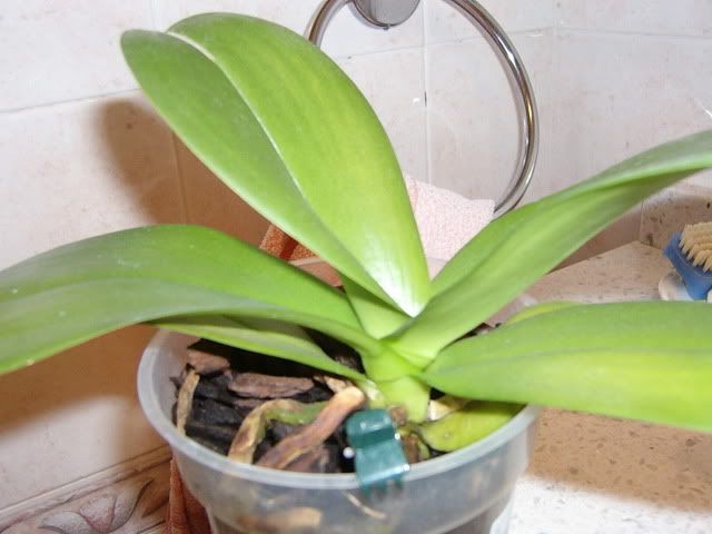 orchidea001.jpg