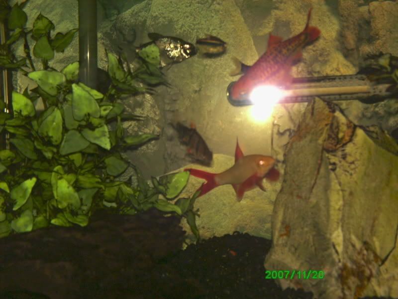 PICT0004barbnshark.jpg
