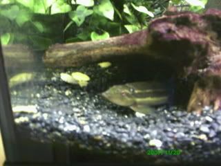 PICT0005loach2.jpg