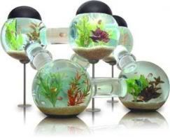 Labyrinth Aquarium