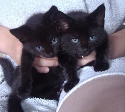 Here is the 1st pic of our new family members Sooty & Sweep.