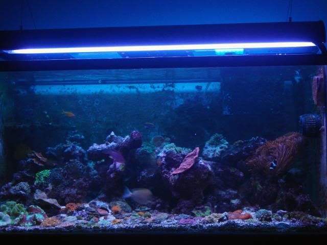 1PA120712 - Viva'sReef with some pics.