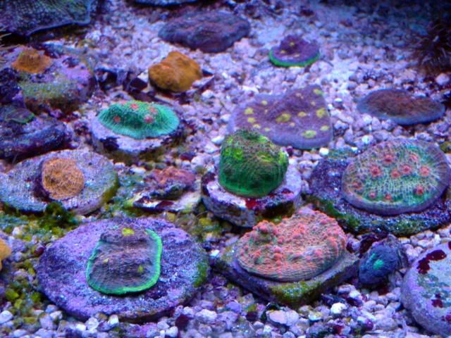 1PA120728 - Viva'sReef with some pics.