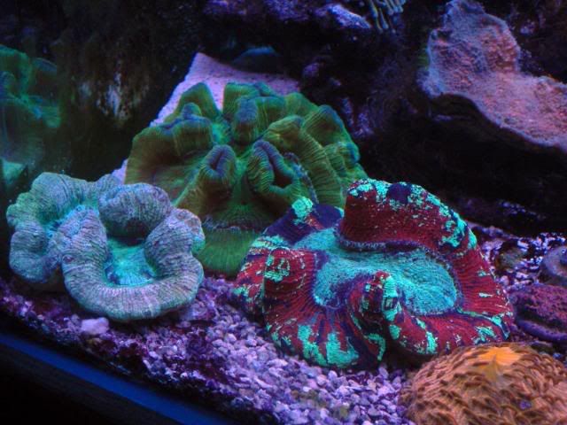 1PA120732 - Viva'sReef with some pics.