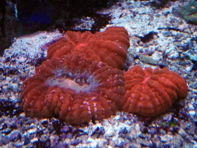 1PA120733 - Viva'sReef with some pics.