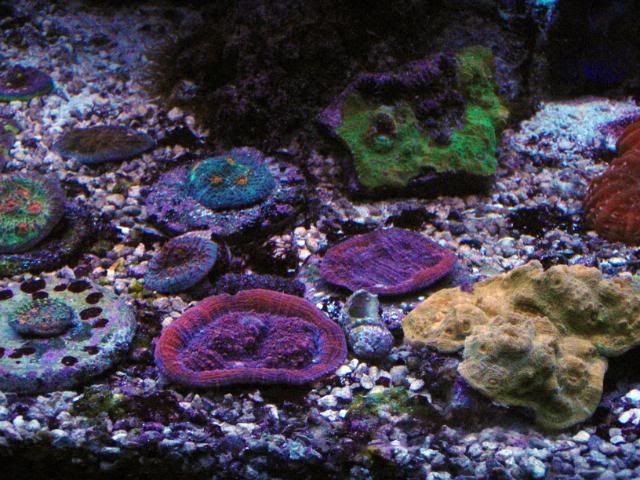 1PA120736 - Viva'sReef with some pics.