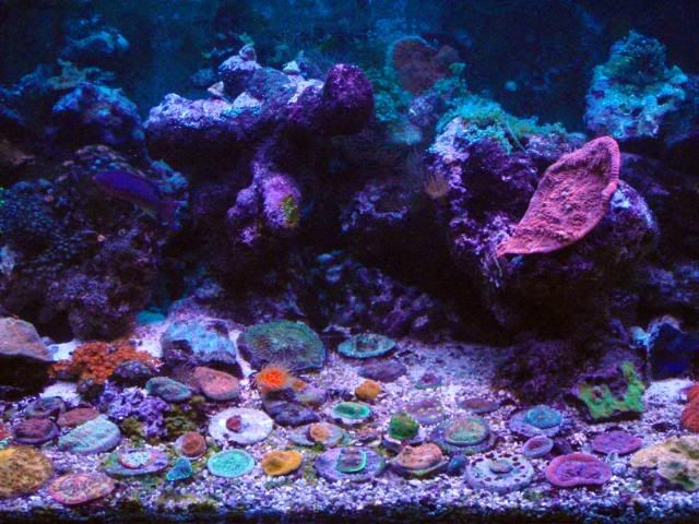 1PA120748 - Viva'sReef with some pics.