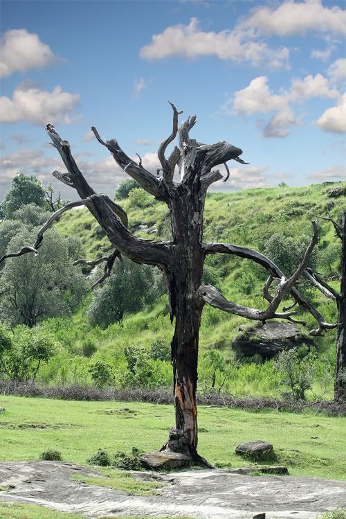 IMAGE: http://i275.photobucket.com/albums/jj289/lota420/IMG_2190copy.jpg