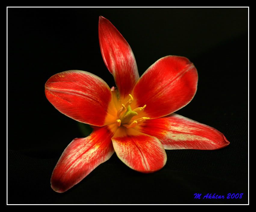 IMAGE: http://i275.photobucket.com/albums/jj289/lota420/IMG_4957.jpg