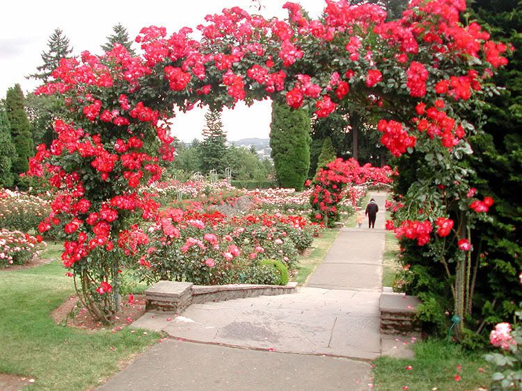 rosegarden2.jpg Portland Rose Gardens image by moonfire42