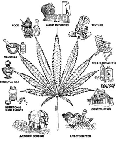 cannabis effects character