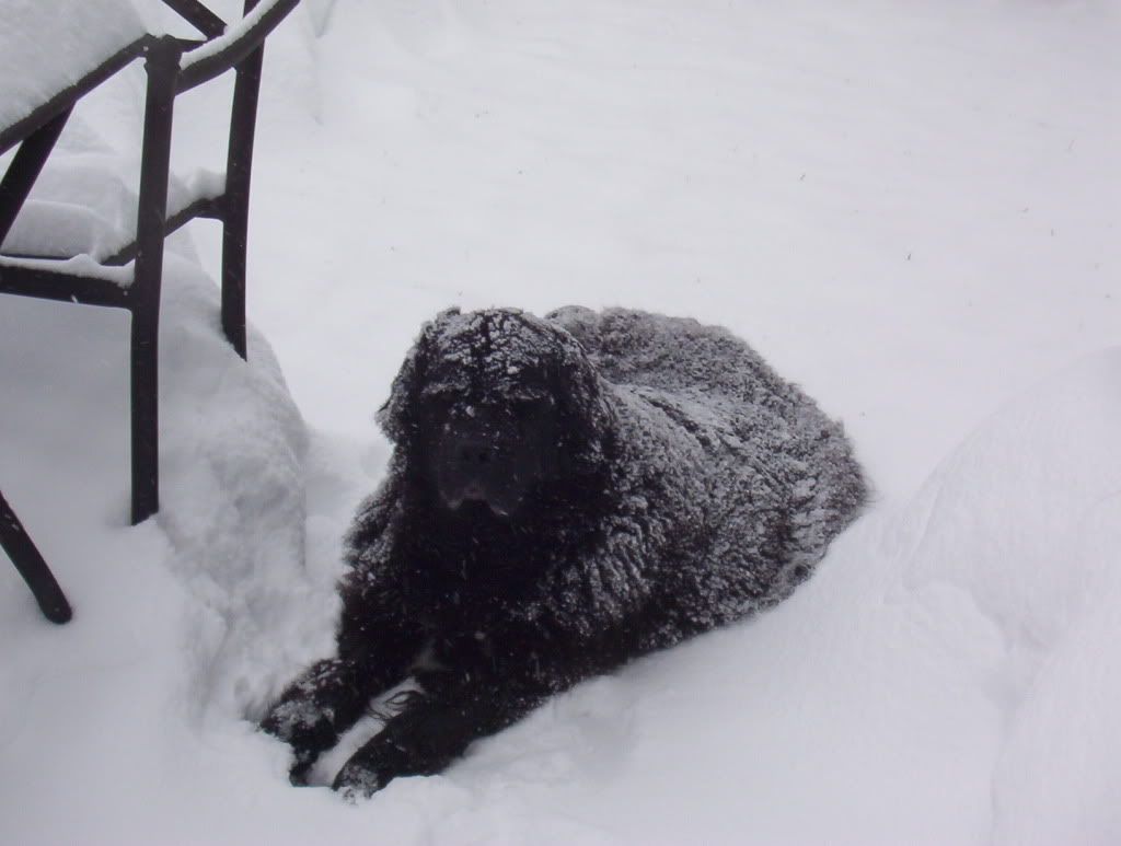 minnow12-19-09Snowdog.jpg