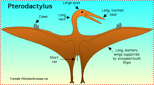 Pterodactyluslabel.gif