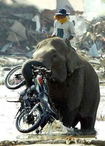 elephantbike.jpg