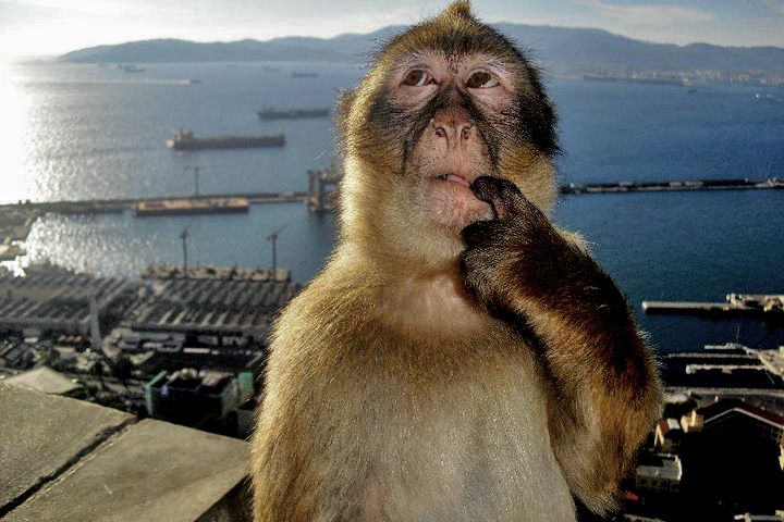 monkey%20gibraltar_zpsqo5lsxil.jpg