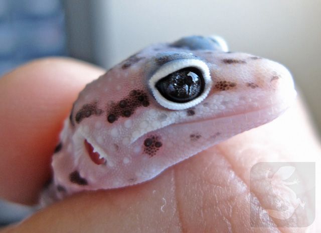 macksnow_marbleeye2_pb.jpg