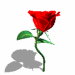 thdancing-rose.gif image by bsmare_code009