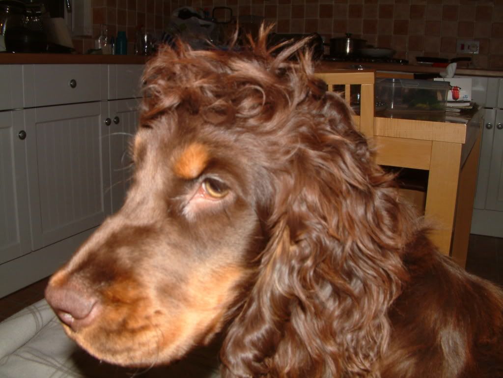 cocker spaniel top knot
