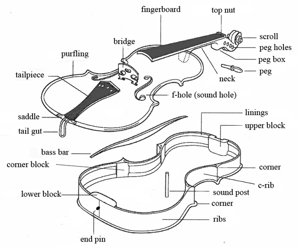 Violin Wiki