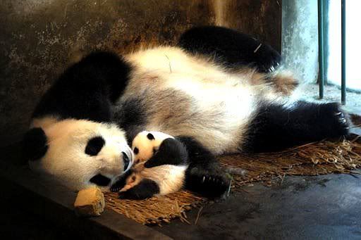 panda.jpg
