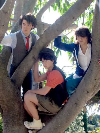 Jonas Brothers in a tree Pictures, Images and Photos