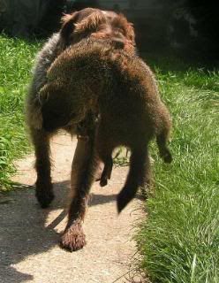 YBwithgroundhogsummer2009.jpg