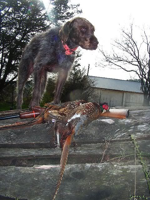 YBstandingpheasantsnov3.jpg