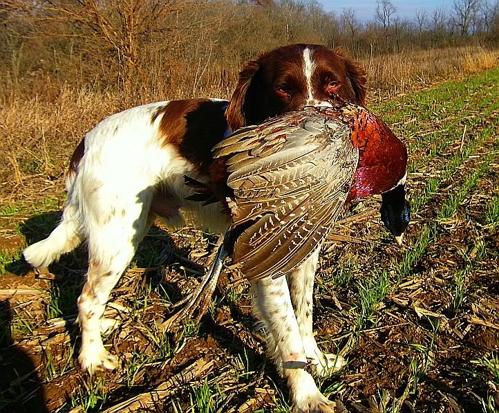 mickwithpheasantgoodcolor211-8-12.jpg