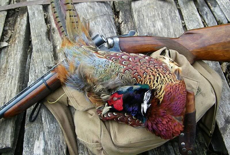 pheasanttightgoodaya10-28-11.jpg