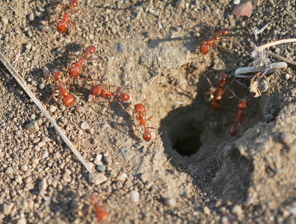 aIMG_2575.jpg Harvester ants image by mendofr