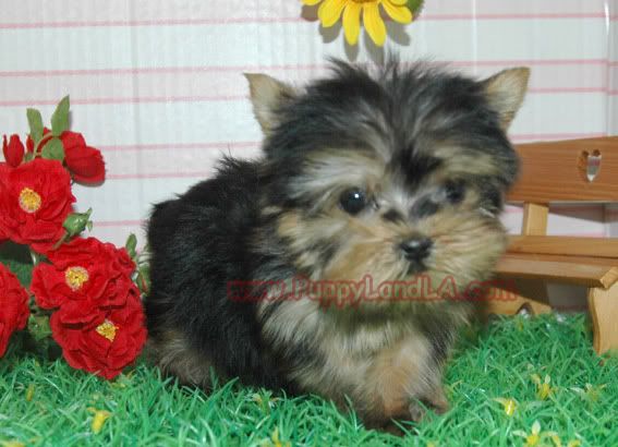 yorkie teacup