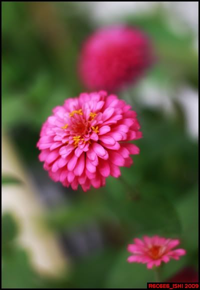 IMAGE: http://i275.photobucket.com/albums/jj298/heishiro_PPC/flower.jpg