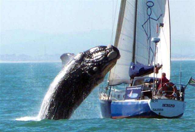 ss-100721-whale-02_grid-8x2.jpg
