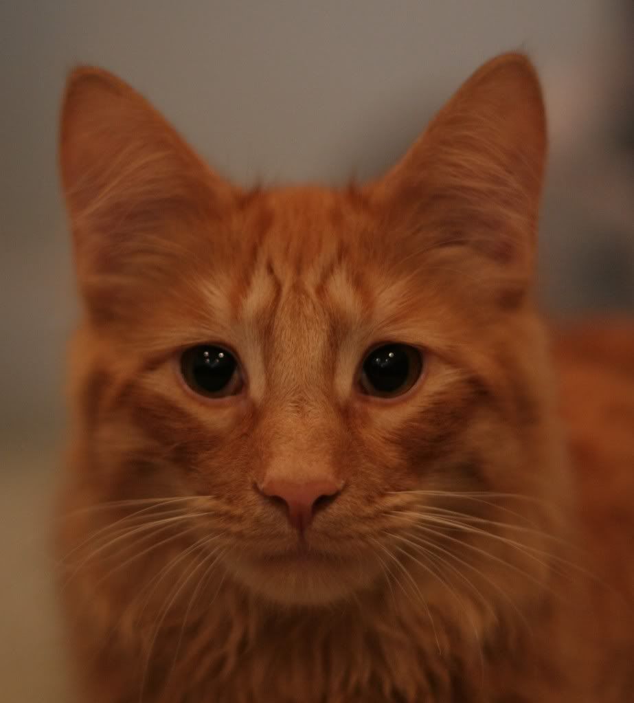 IMAGE: http://i275.photobucket.com/albums/jj301/mwalsh9152/IMG_1504.jpg