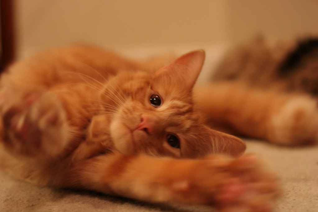 IMAGE: http://i275.photobucket.com/albums/jj301/mwalsh9152/IMG_1602.jpg