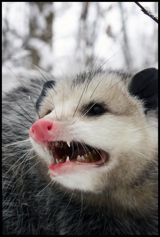 possum.jpg