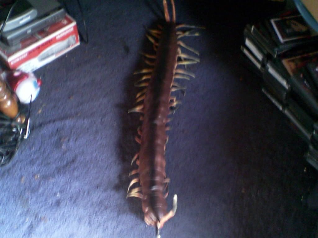 Giant Centipede Pictures, Images & Photos Photobucket