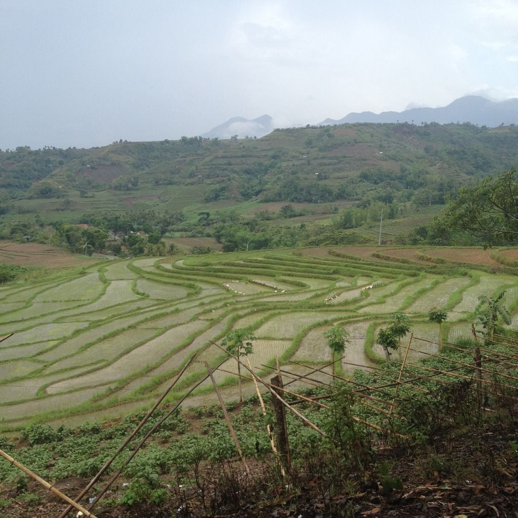 Rice terraces in Negros Occidental