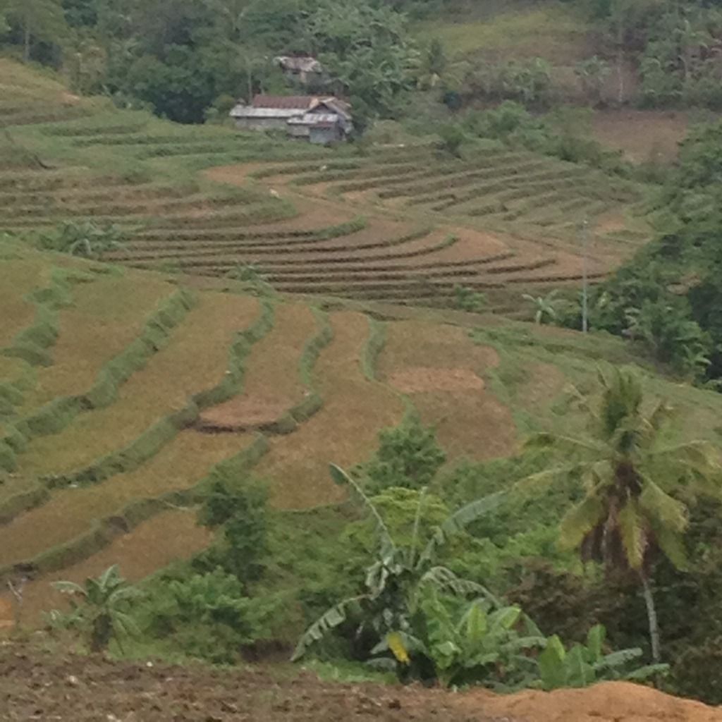 Rice terraces in Negros Occidental