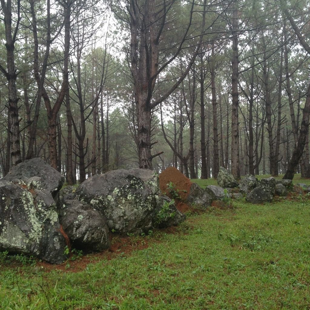 Man-made pinewood forest in Don Salvador Benedicto, Negros Occidental, Philippines