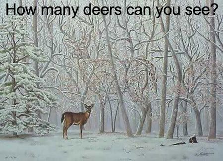 deer Pictures, Images and Photos